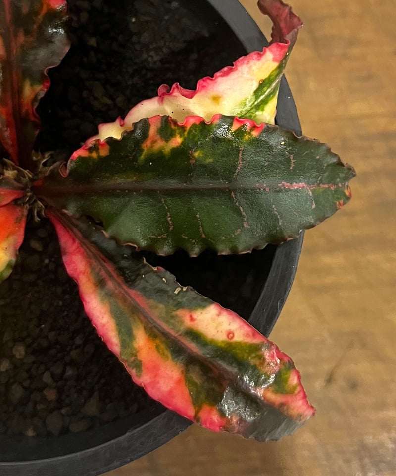 ユーフォルビア フランコイシー 斑入 「Euphorbia francoisii Varieg