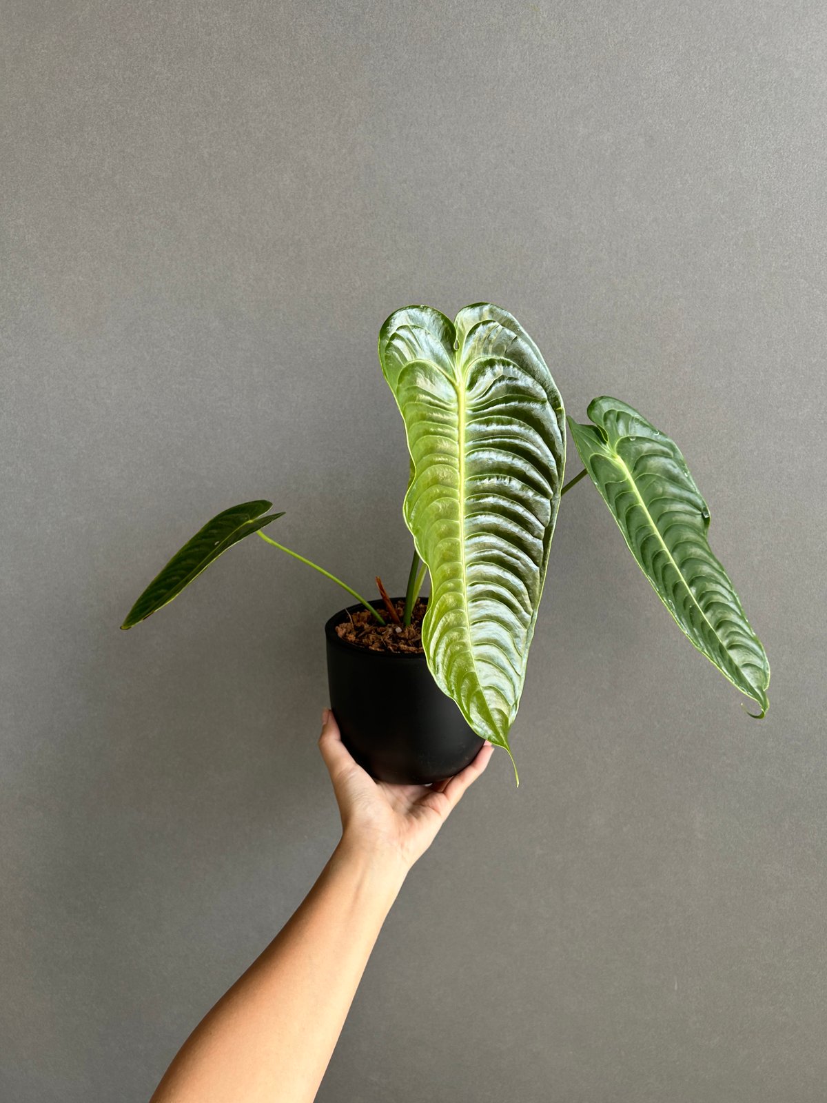 アンスリウム ベイチー 「Anthurium veitchii」74F | SHOUCHIKUEN