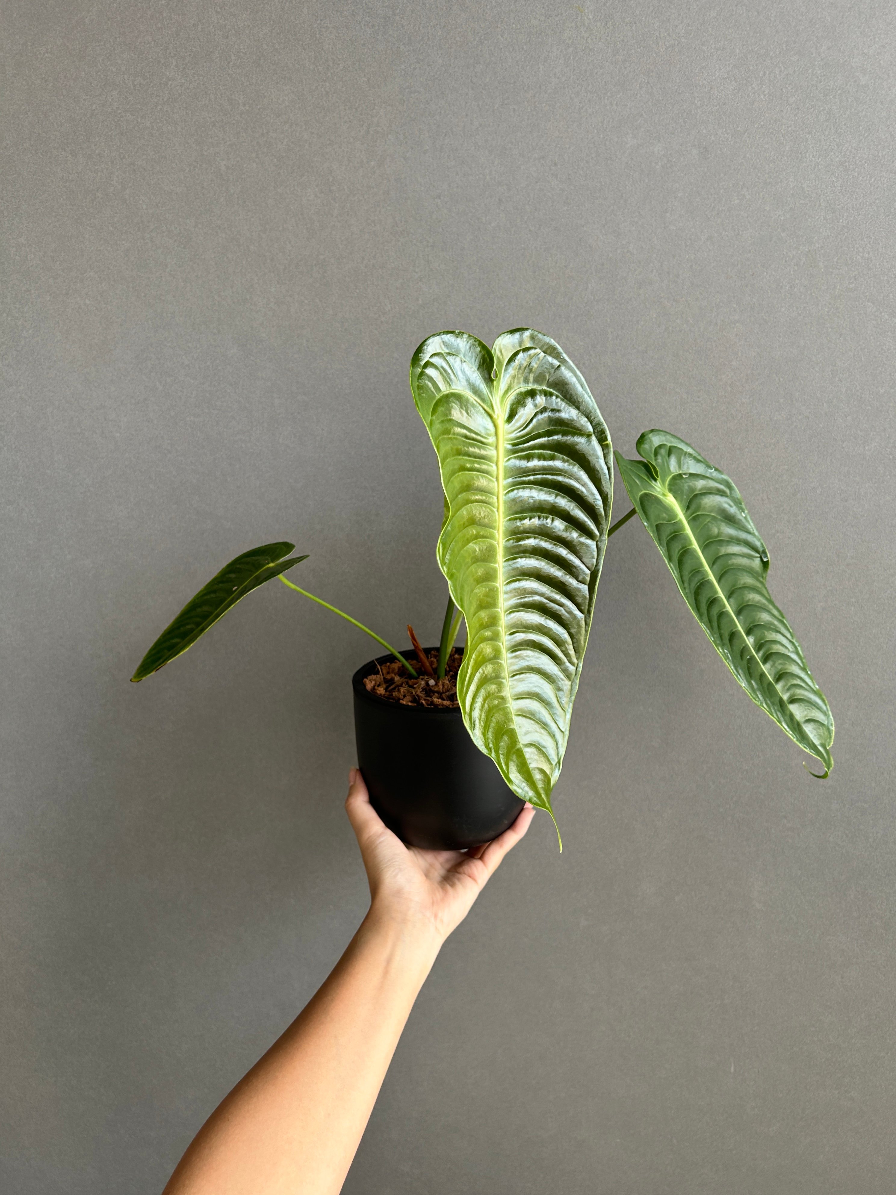 アンスリウム ベイチー 「Anthurium veitchii」74F | SHOUCHIKUEN