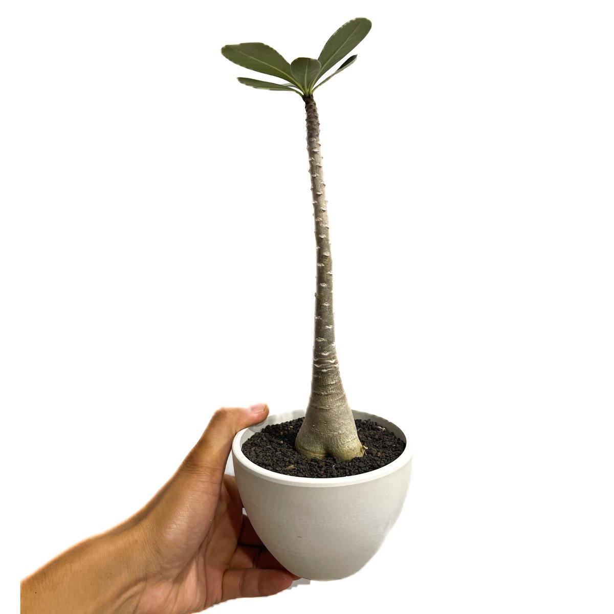 アデニウム　ソコトラナム (EU輸入株) アデニム タイソコトラナム 4.5号 – 鉢人