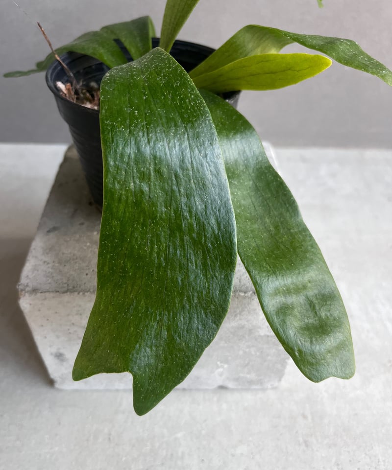 ビカクシダ Platycerium P.ghost（ゴースト）子株