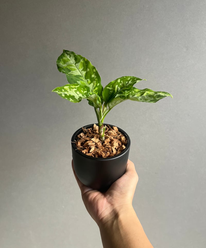 アグラオネマ ピクタム トリカラー 「Aglaonema pictum tricolor 」9