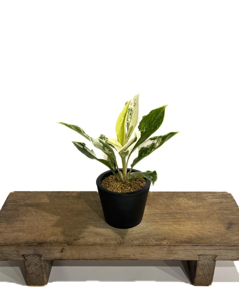 アグラオネマ サイアム ジェイド「Aglaonema Siam Jade」14F-2 | SH