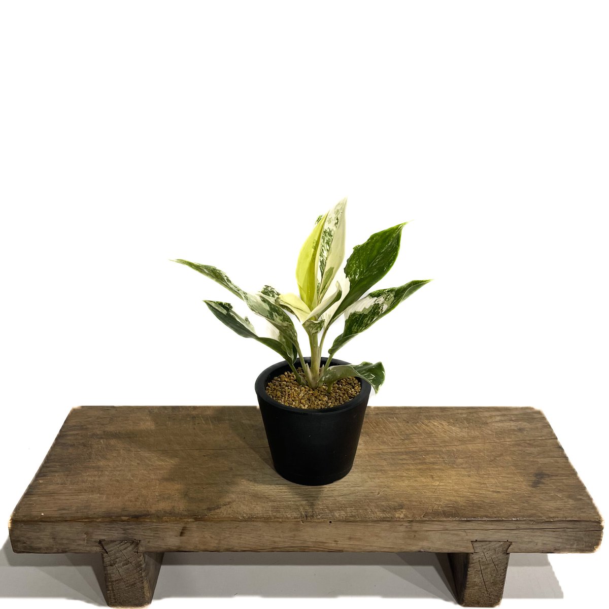 アグラオネマ サイアム ジェイド「Aglaonema Siam Jade」14F-2 | SH