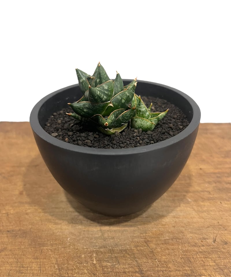 サンセベリア ニラパット 「Sansevieria Nilaphat (by Unyamane