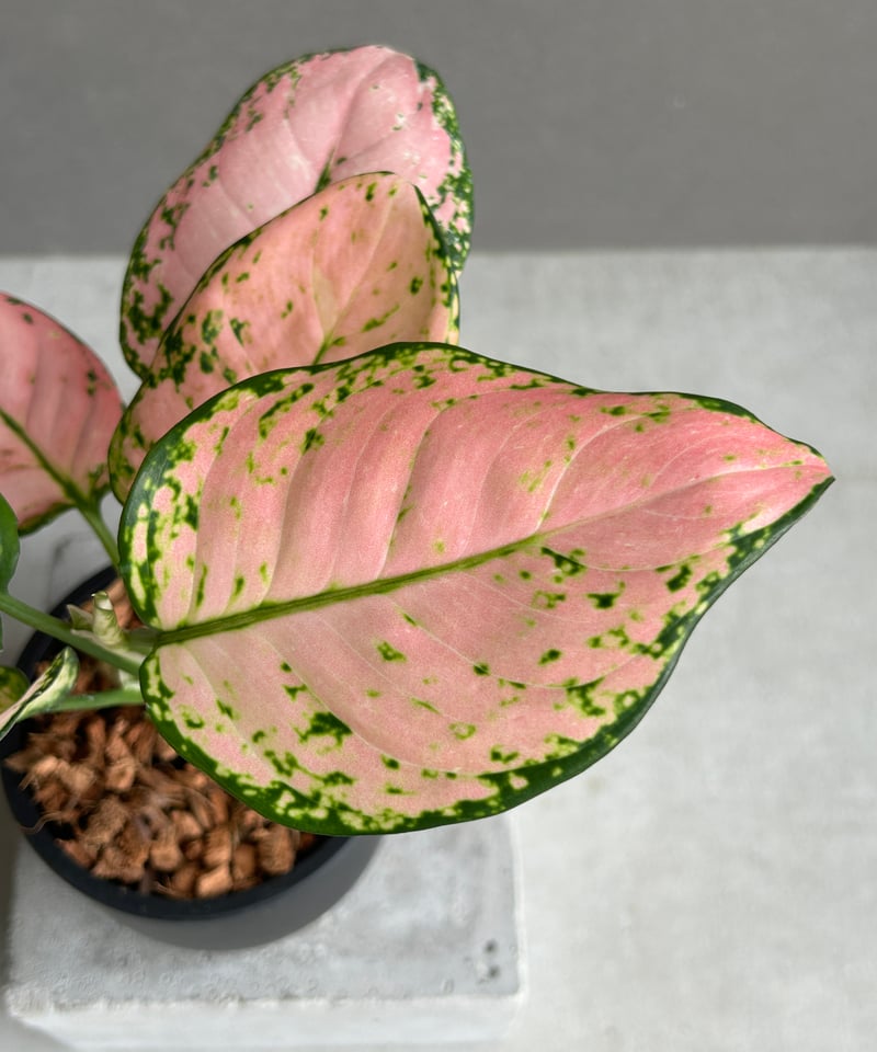 T*m様 9 ベゴニア　NO ID 未登録品種　ピンク斑入り　ピンクバリエガータ え*中様 2 ベゴニア NO ID 未登録品種 ピンク斑入り ピンク