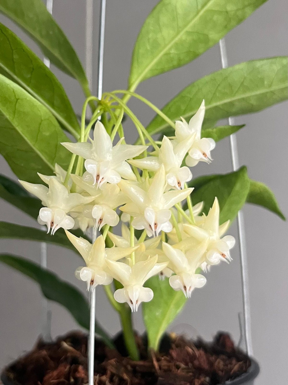 レア Hoya Lockii ホヤ ロッキー 希少種 サクララン 【公式通販】