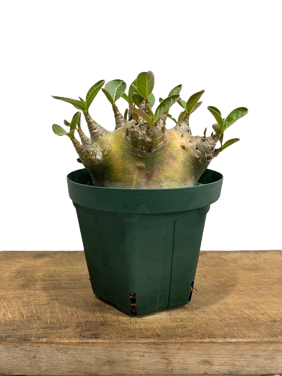 アデニウム アラビカム スーパー ドワーフ タイプ 「Adenium arabicum