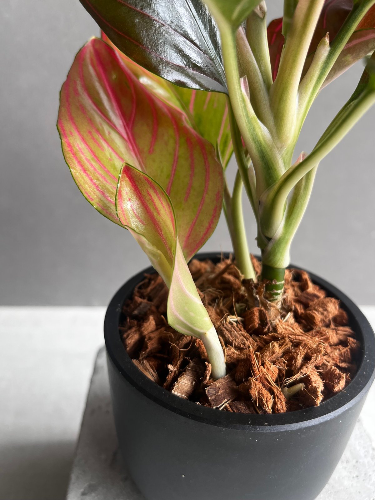 アグラオネマ レッド ベイン 「Aglaonema Red Vein」56B | SHOUCH