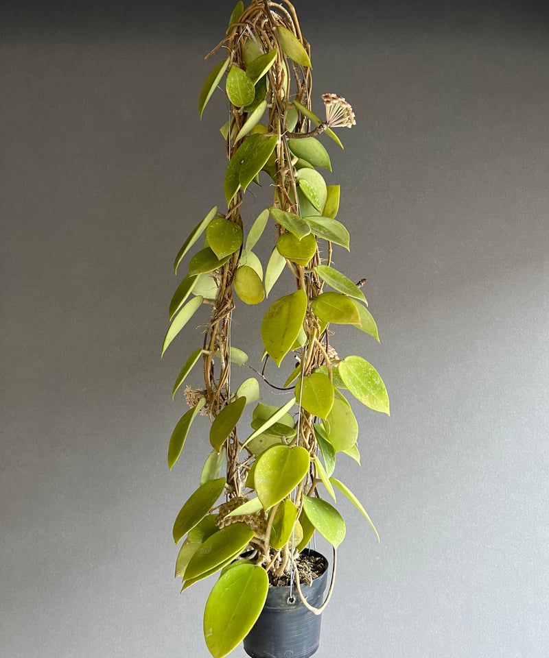 専用 ＊ ホヤ ＊ Hoya ＊ ラティシルバー ＊2株 ホヤ シルバーハート - メルカリ