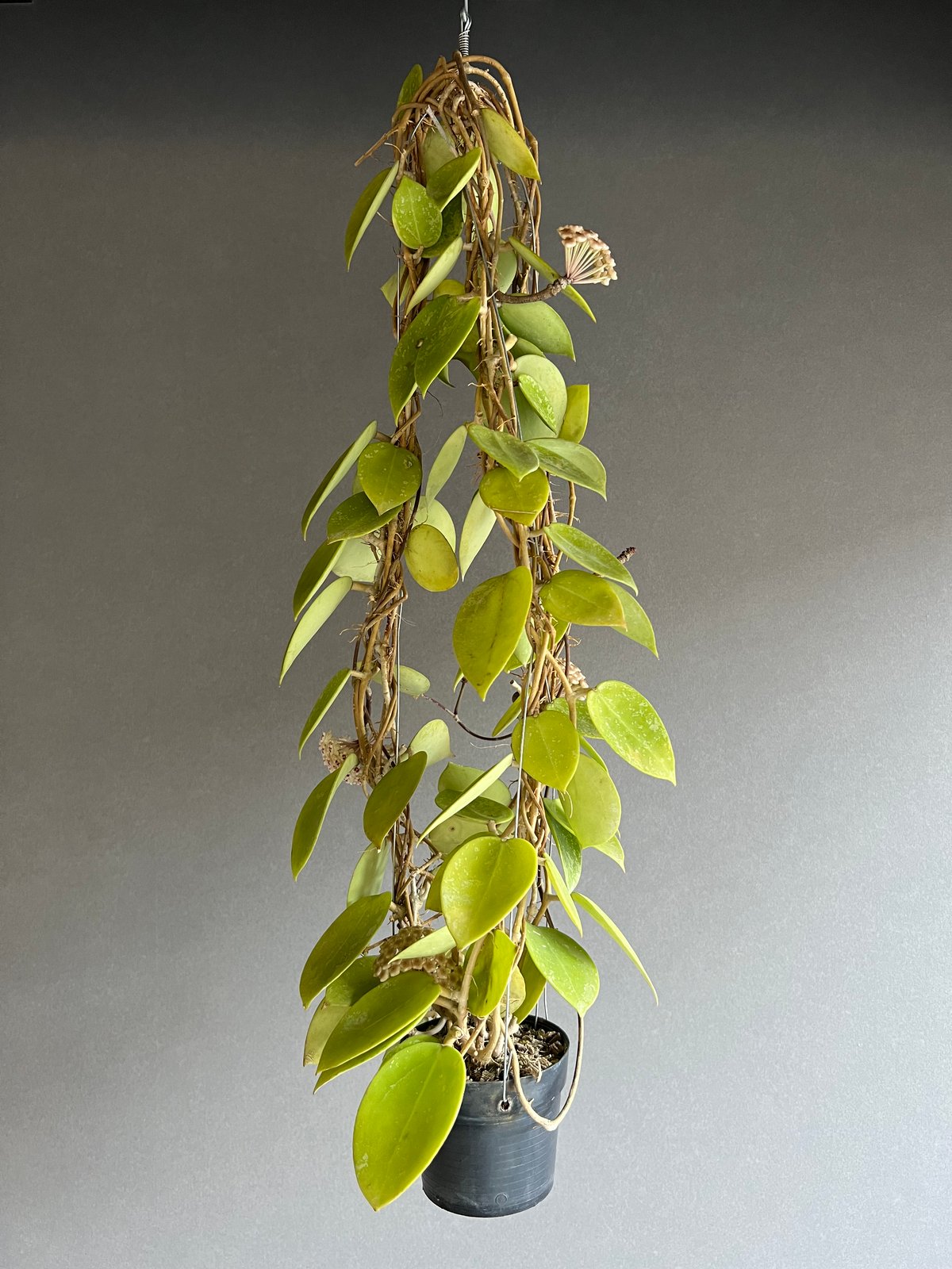 ホヤ パラシティカ ハートリーブス 「Hoya parasitica heart lleave
