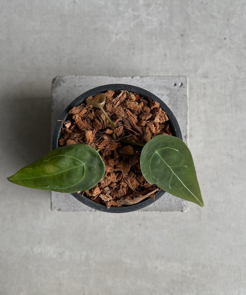 その他 1980s Taro & Anthurium Tropical Carving AnthuriumGrower_sChoice_49x29_