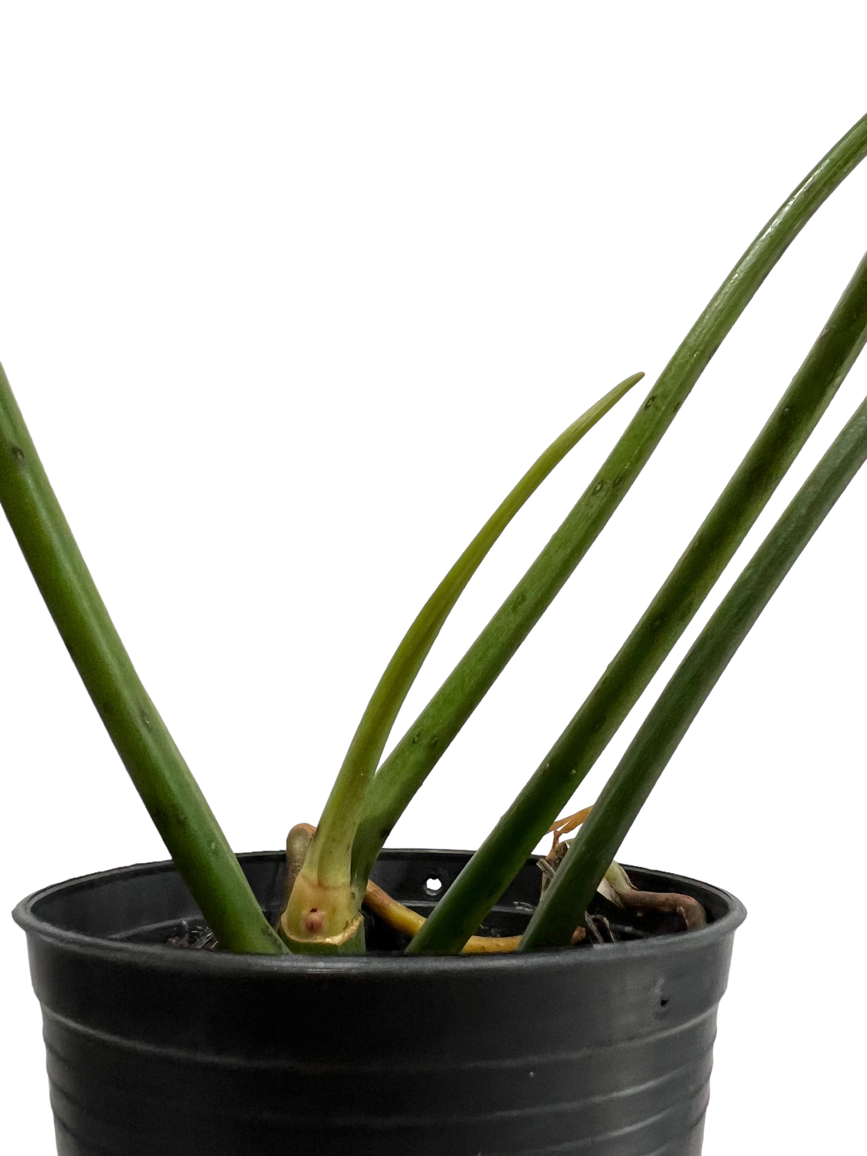 フィロデンドロン ロンギロバトム 'レラノ ミヤノ' 「Philodendron