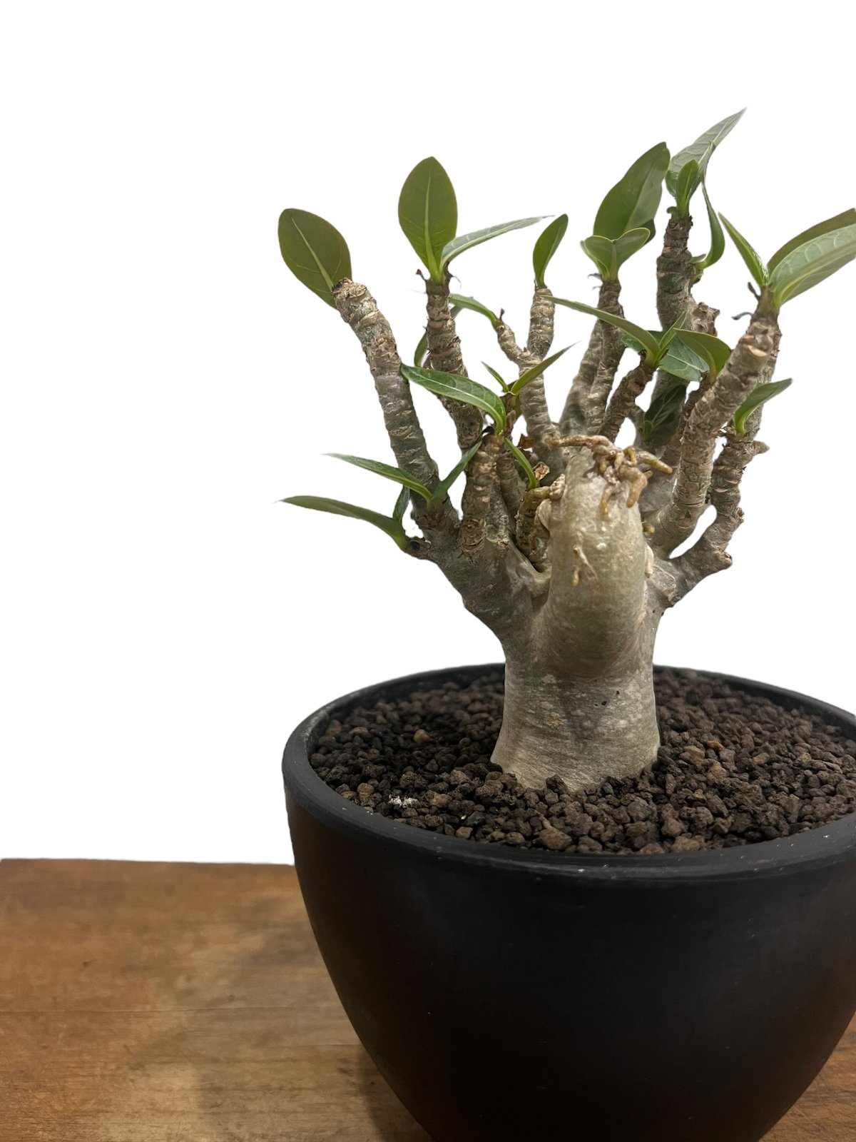 アデニウム オベスム Adenium obesum アデニウム オベスム “選抜個体” 「Adenium obesum “Select