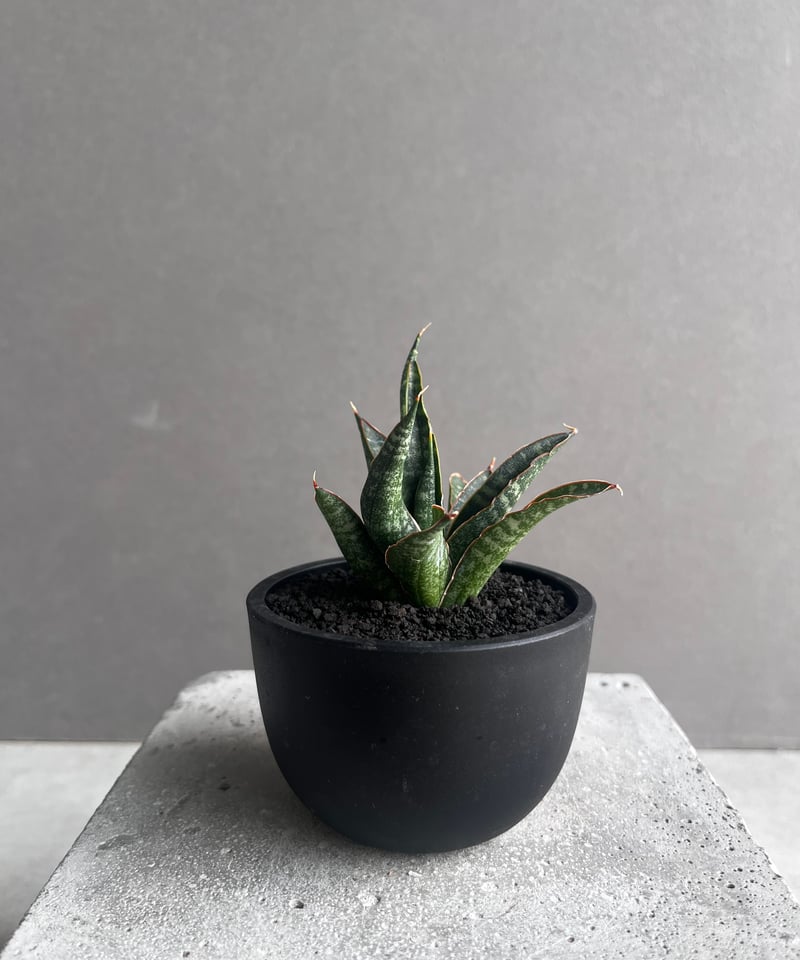 EMP サンスベリア カミナリ / 最後はイメージ SA393 EMP サンスベリア カミナリ / 最後はイメージ SA393