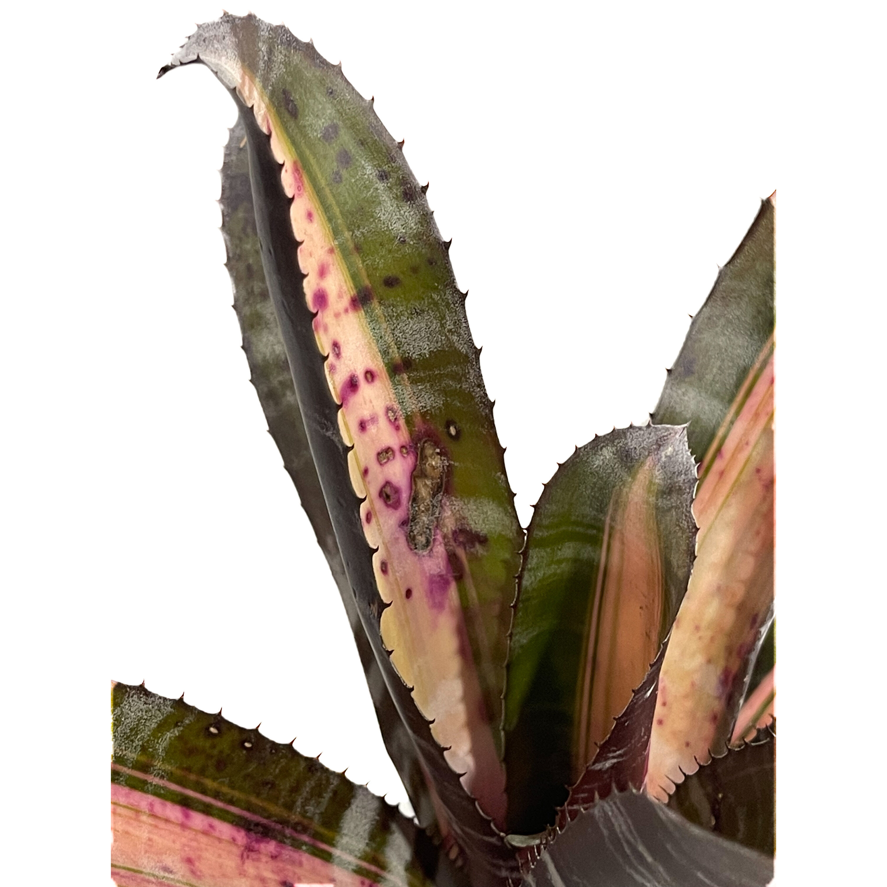 エクメア ロベルトメネスカル「Aechmea Roberto Menescal」5/9-448