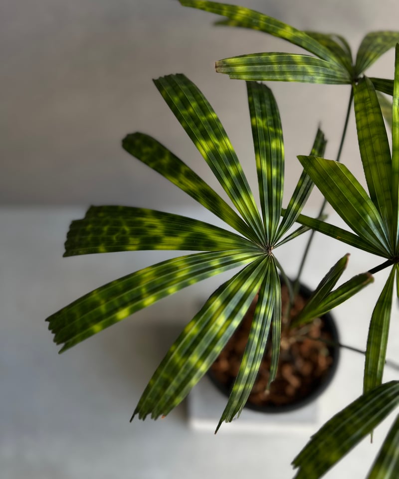 リクアラ マッタネンシス マプ 「Licuala mattanensis 'Mapu' 」73