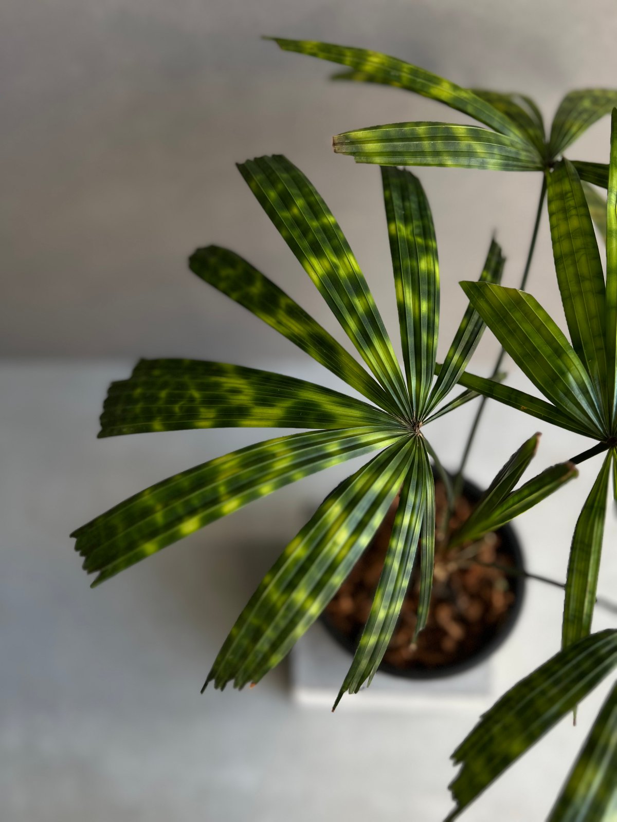 ボルネオ原産　Licuala mattanensis 'Mapu'　リクアラマプ ▪️Plants Buyer's Talk ▪️ Licuala mattanensis 'Mapu