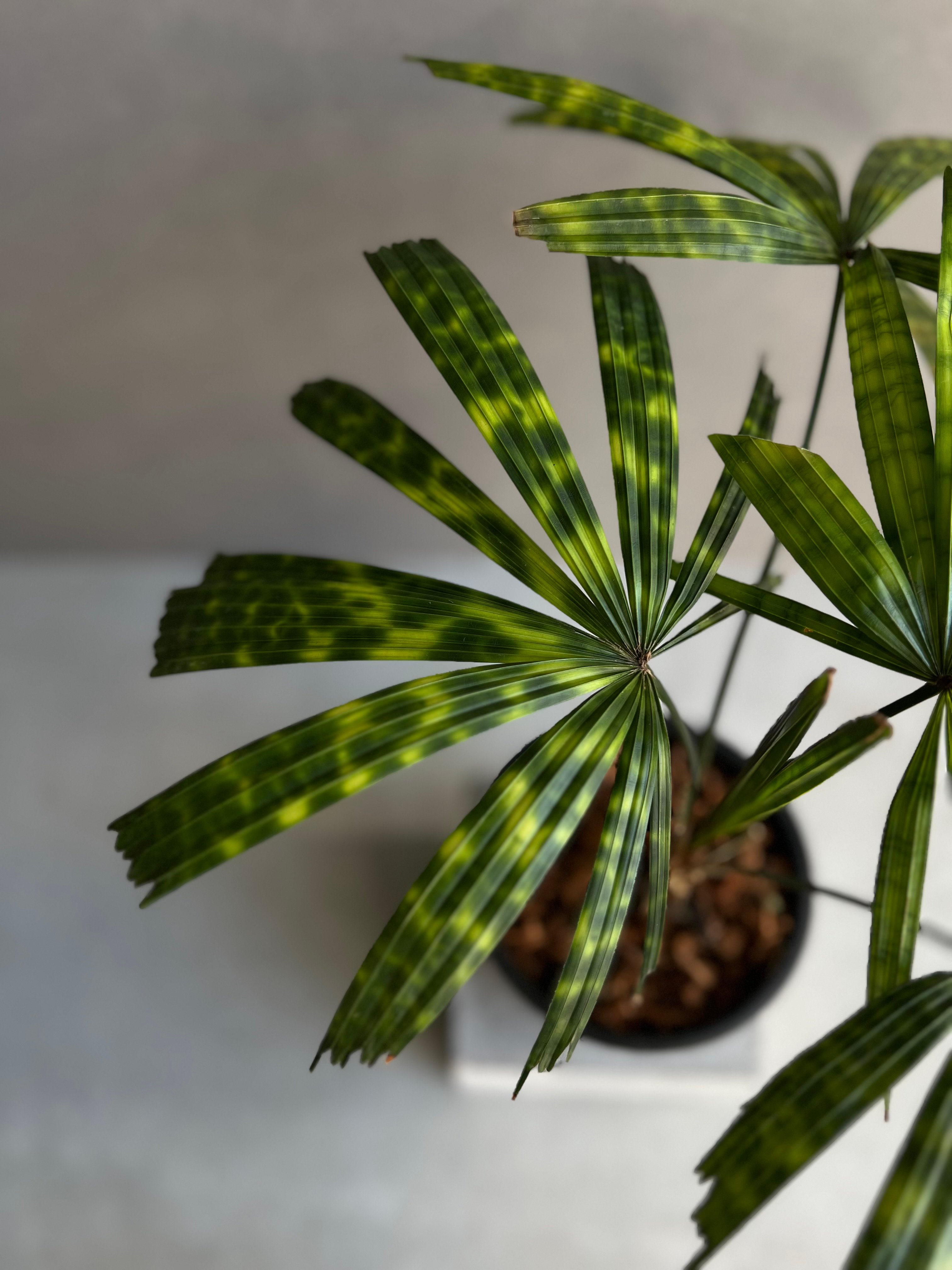 リクアラ マッタネンシス マプ 「Licuala mattanensis 'Mapu' 」73