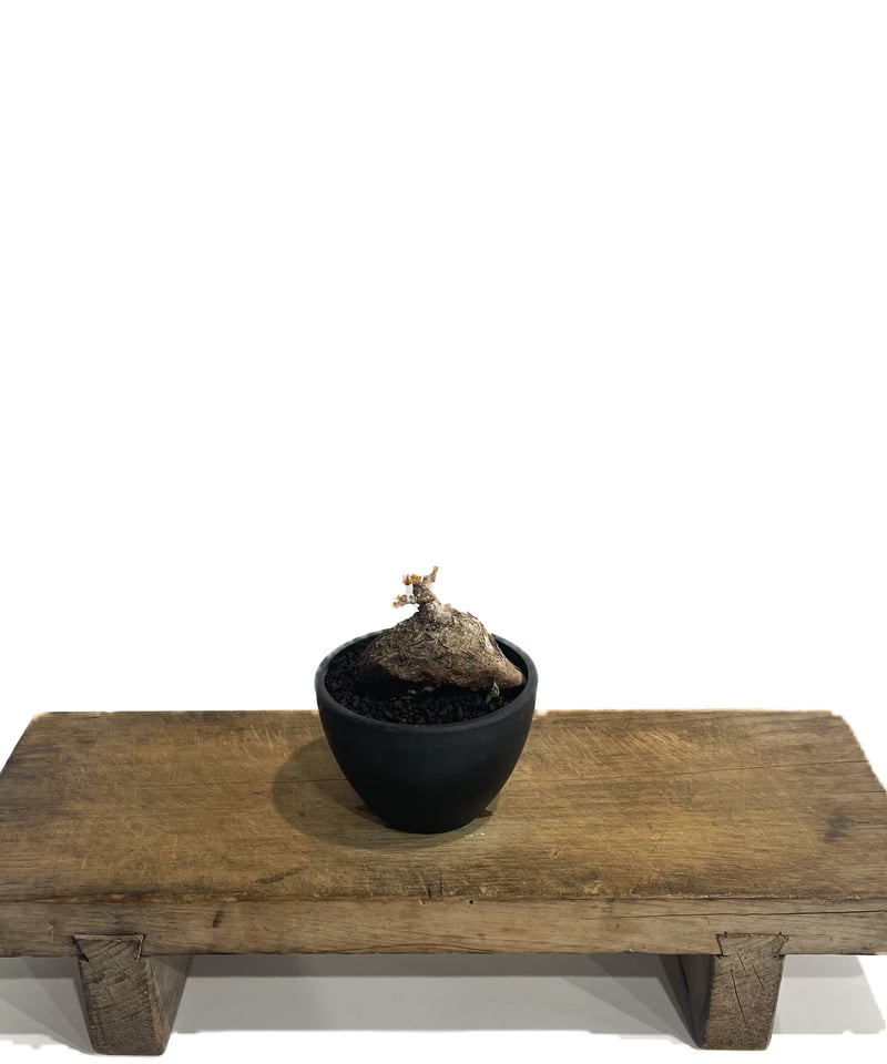 ステファニア カウィーサキー「Stephania Kaweesakii」3/8-128