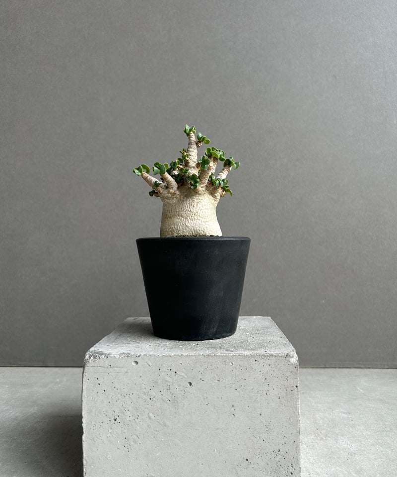EMP アデニウム メデューサ D.H.A 獅子葉 / AD169 アデニウム メデューサD.H.A (獅子葉) + plantsmonsters pot 「Ad