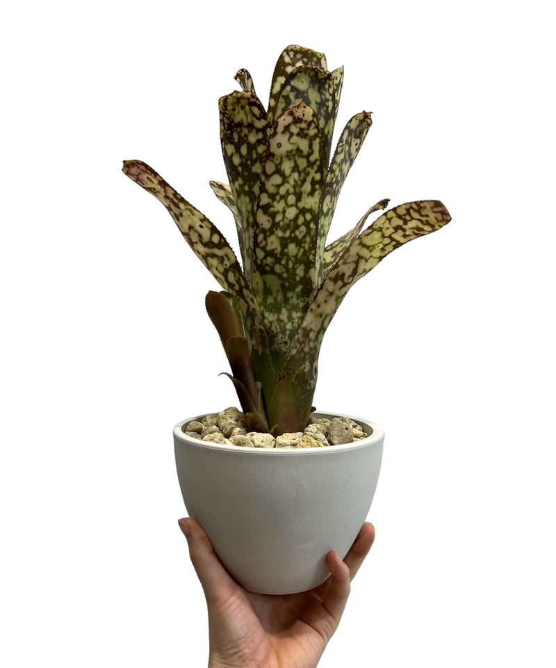 ビルベルギア コラン マジック 「Billbergia Kolan Magic 」48H |