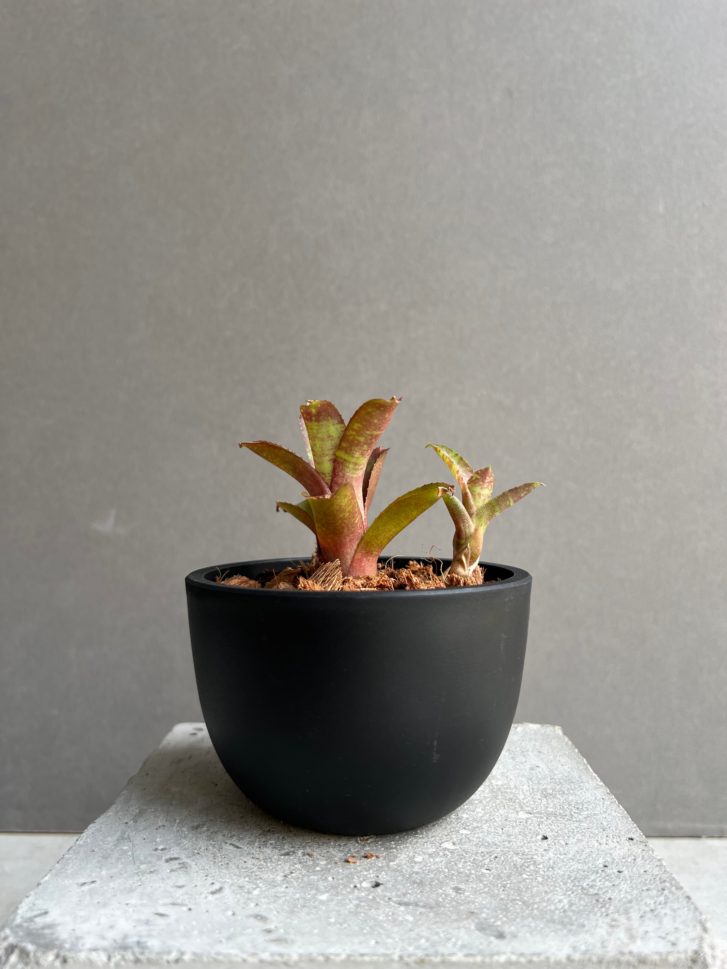 ネオレゲリア サクラ 「Neoregelia Sakura」43C | SHOUCHIKUEN