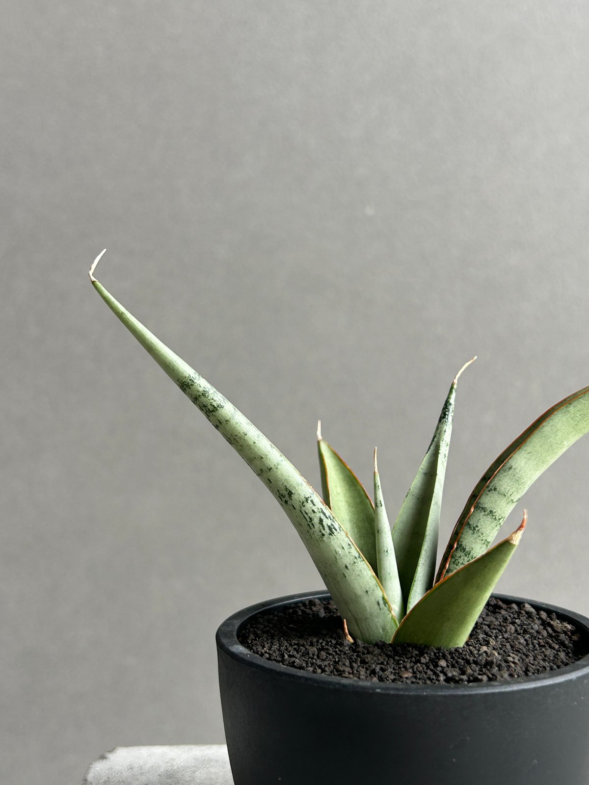 サンセベリア キングフィッシャー「Sansevieria Kingfisher」51I S