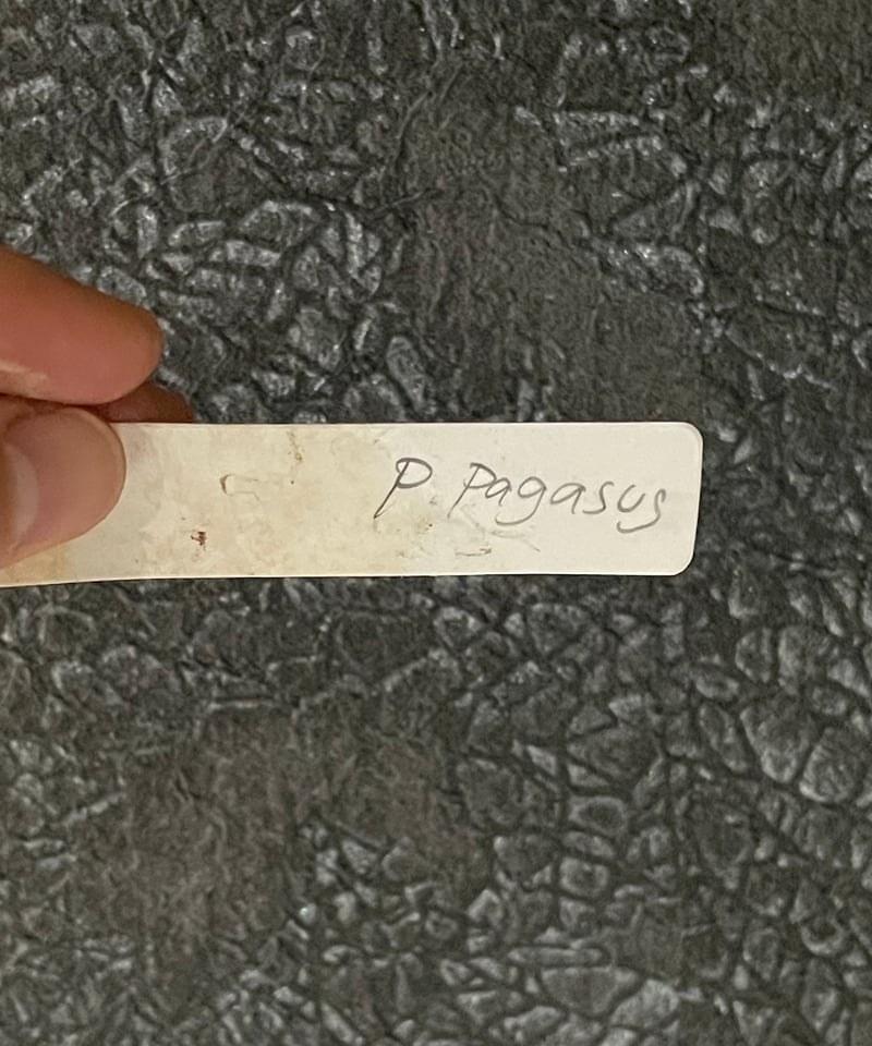 ビカクシダ ペガサス(子株)「Platycerium Pegasus (pup)」1 | SH