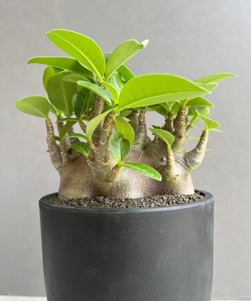 アデニウム アラビカム スーパー ドワーフ “ブラック” 「Adenium