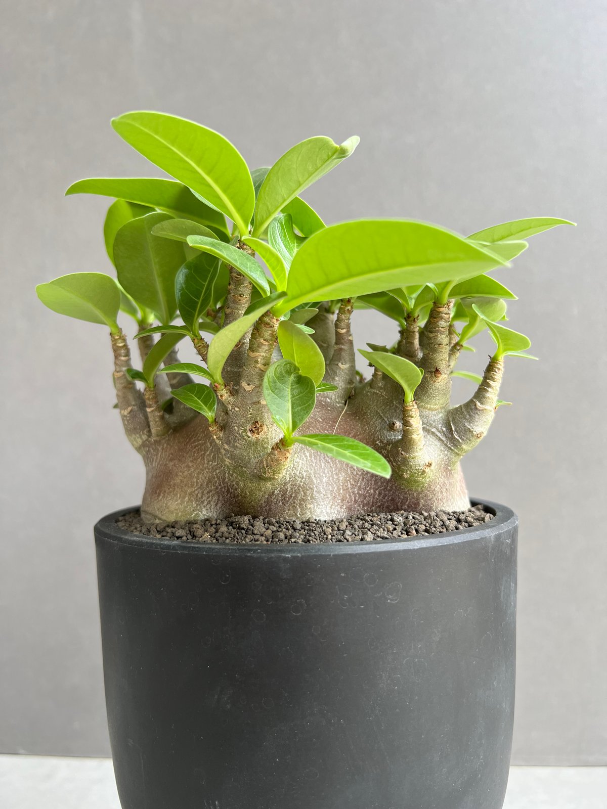 アデニウム アラビカム スーパー ドワーフ “ブラック” 「Adenium