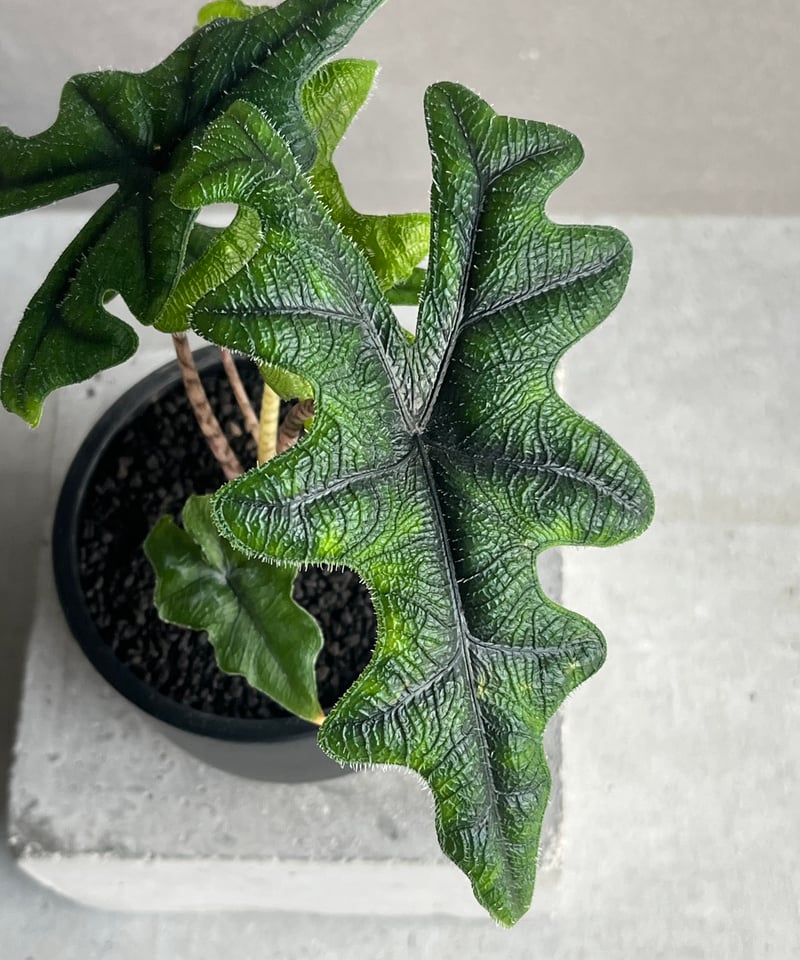 アロカシア ジャックリン「Alocasia Jacklyn」92N | SHOUCHIKUEN