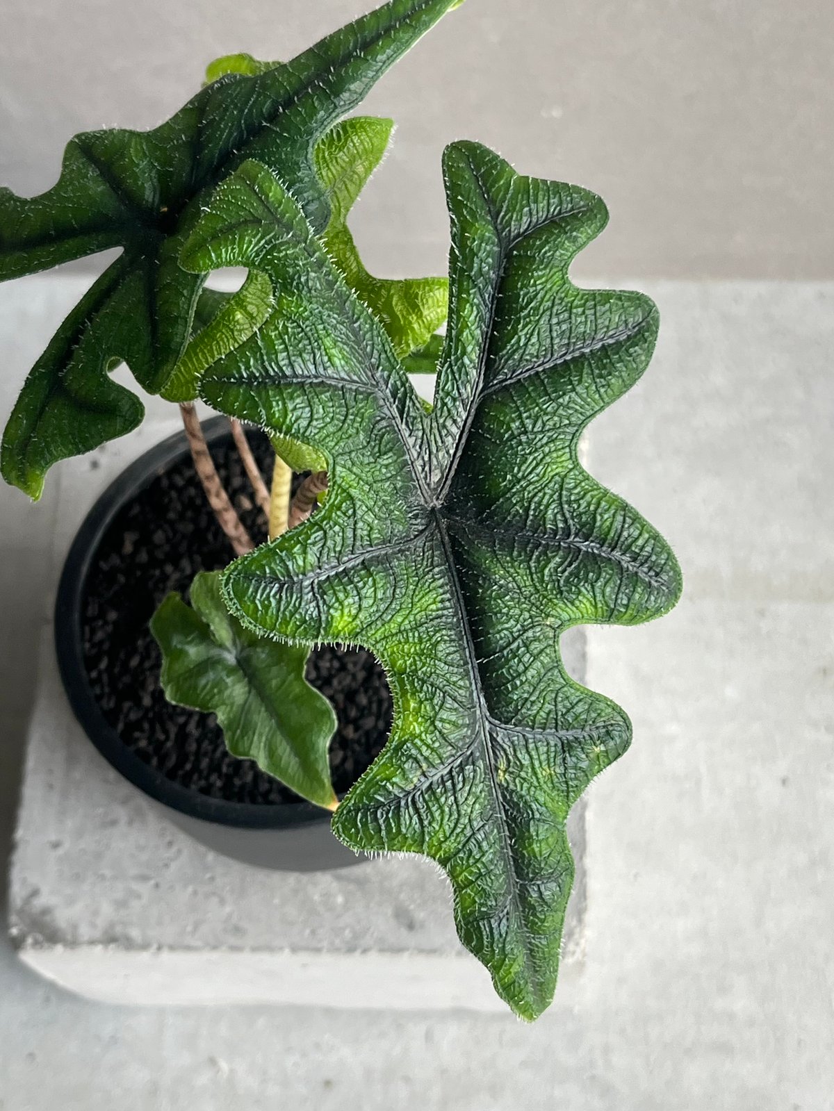 アロカシア ジャックリン「Alocasia Jacklyn」92N | SHOUCHIKUEN