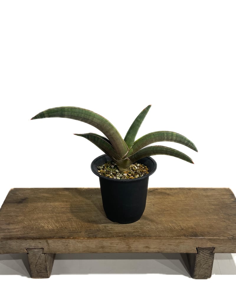 サンセベリア プフィステリー「Sansevieria pfisterii」88F-3