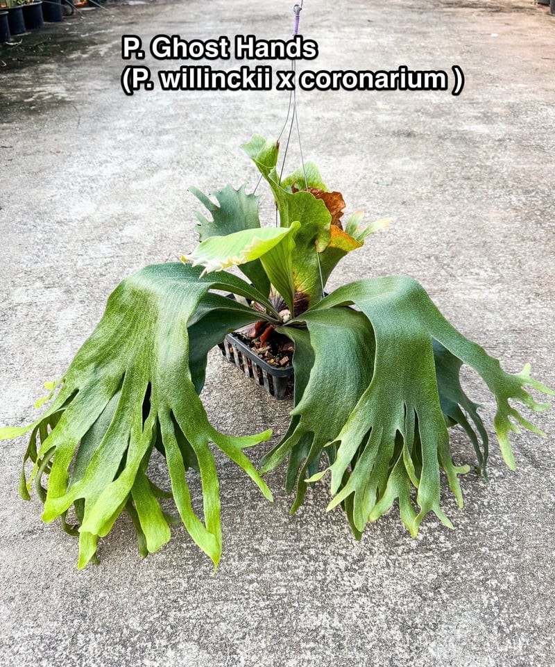 ビカクシダ　P.ghost（ゴースト）子株 ビカクシダ Platycerium P.ghost（ゴースト）子株