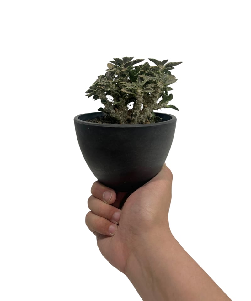 ユーフォルビア トゥレアレンシス（実生苗）「 Euphorbia tulearensis
