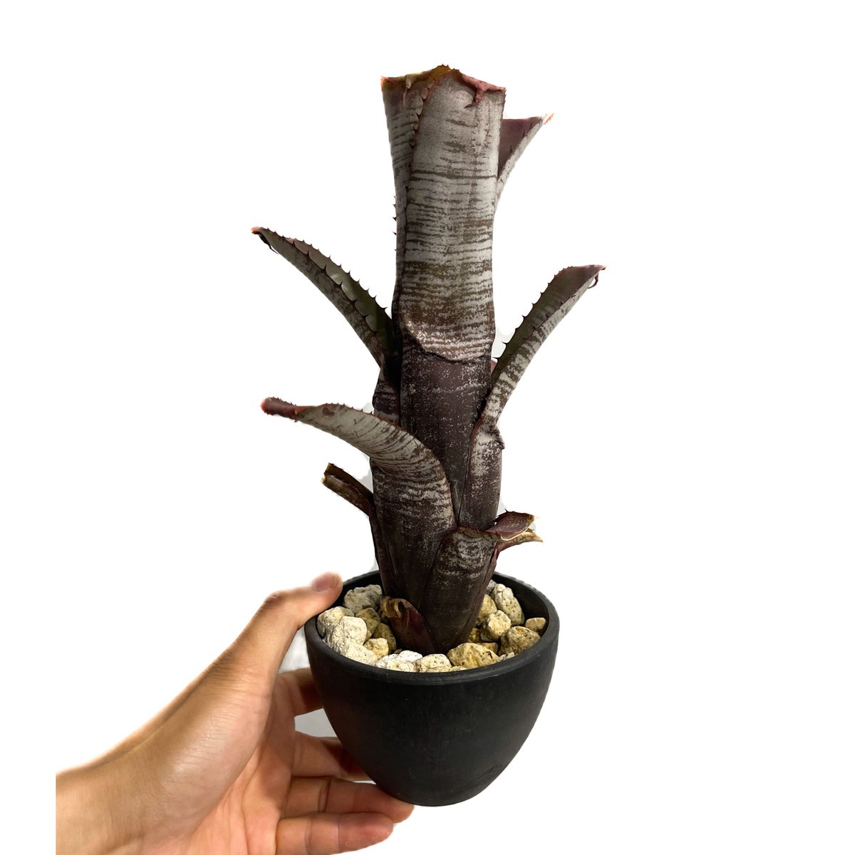 エクメア ヌディカウリス シルバー ストリーク「Aechmea nudicaulis