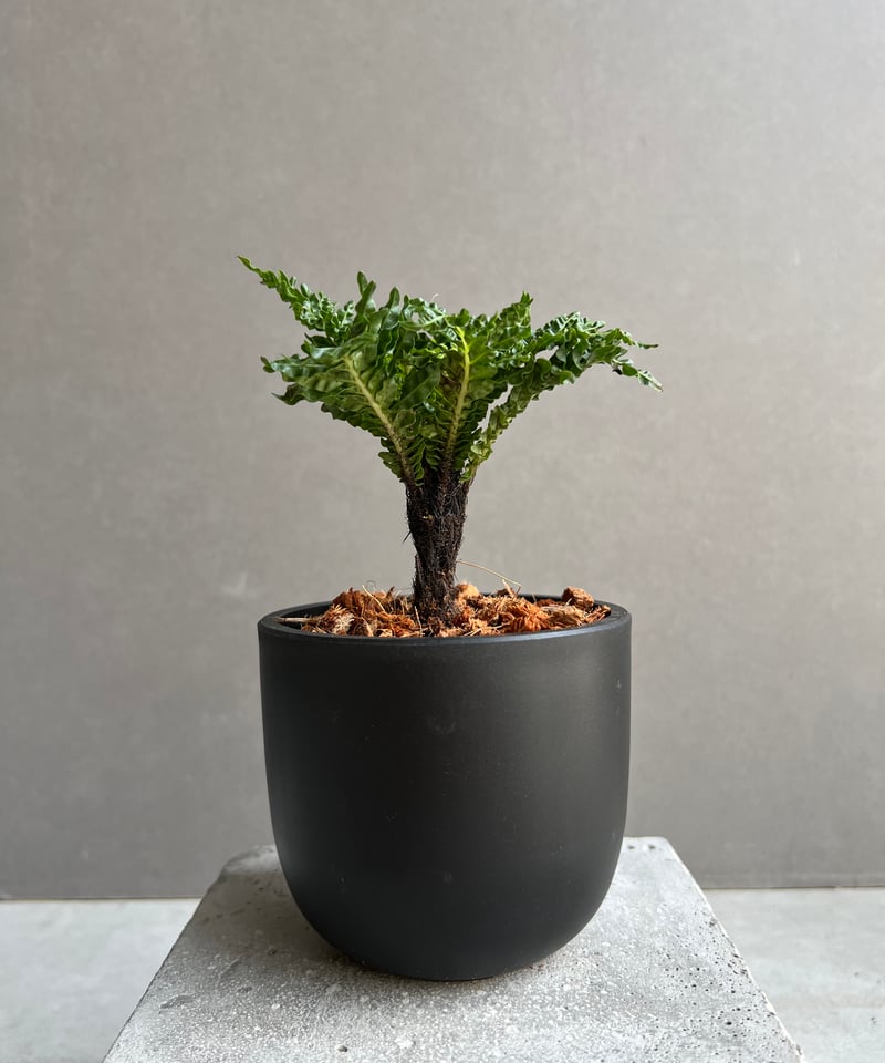 GP ブレクナムギッバム ドワーフ① ブレクナム ギッバム ドワーフ 「Blechnum gibbum Dwarf 」74D