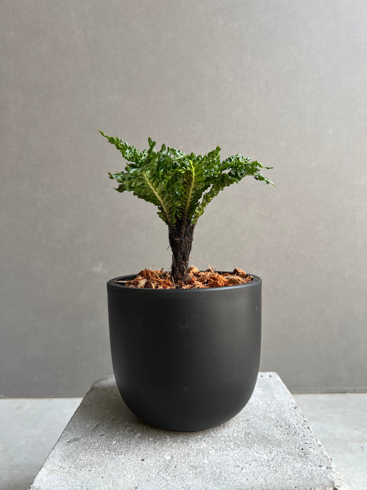 ブレクナム ギッバム ドワーフ 「Blechnum gibbum Dwarf 」76B | S
