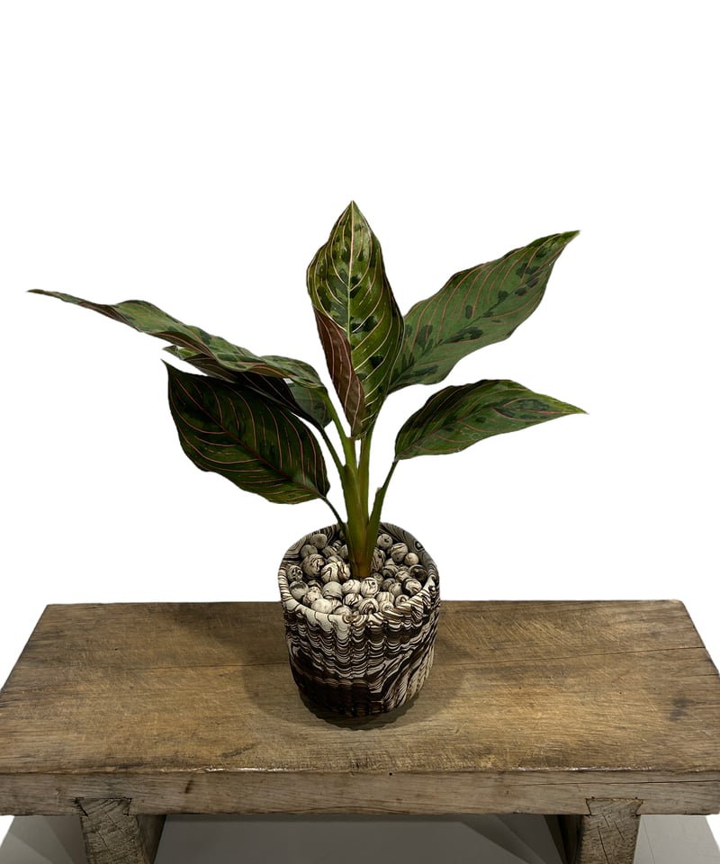 アグラオネマ レッドアーミー+pmp「Aglaonema Red Army」32H | SHO