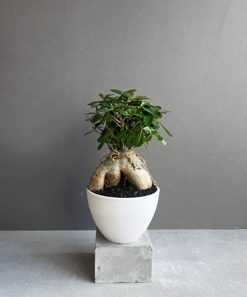 アデニウム オベスム “選抜個体” 「Adenium obesum “Select!」30B アデニウム オベスム “選抜個体” 「Adenium obesum “Select!」30B