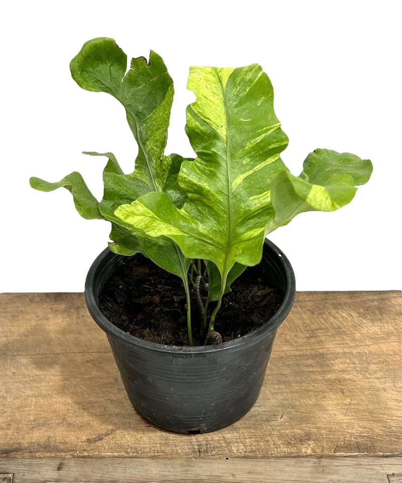 その他観葉植物 hapiAnthurium subsignatum Anthurium (Anthurium-subsignatum) - 1 seed - Onszaden