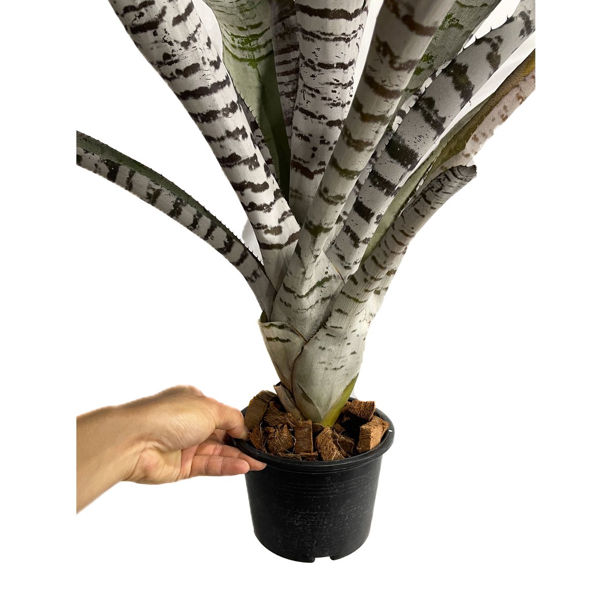 エクメア チャンティニー ブラック 実生「 Aechmea chantinii Black s