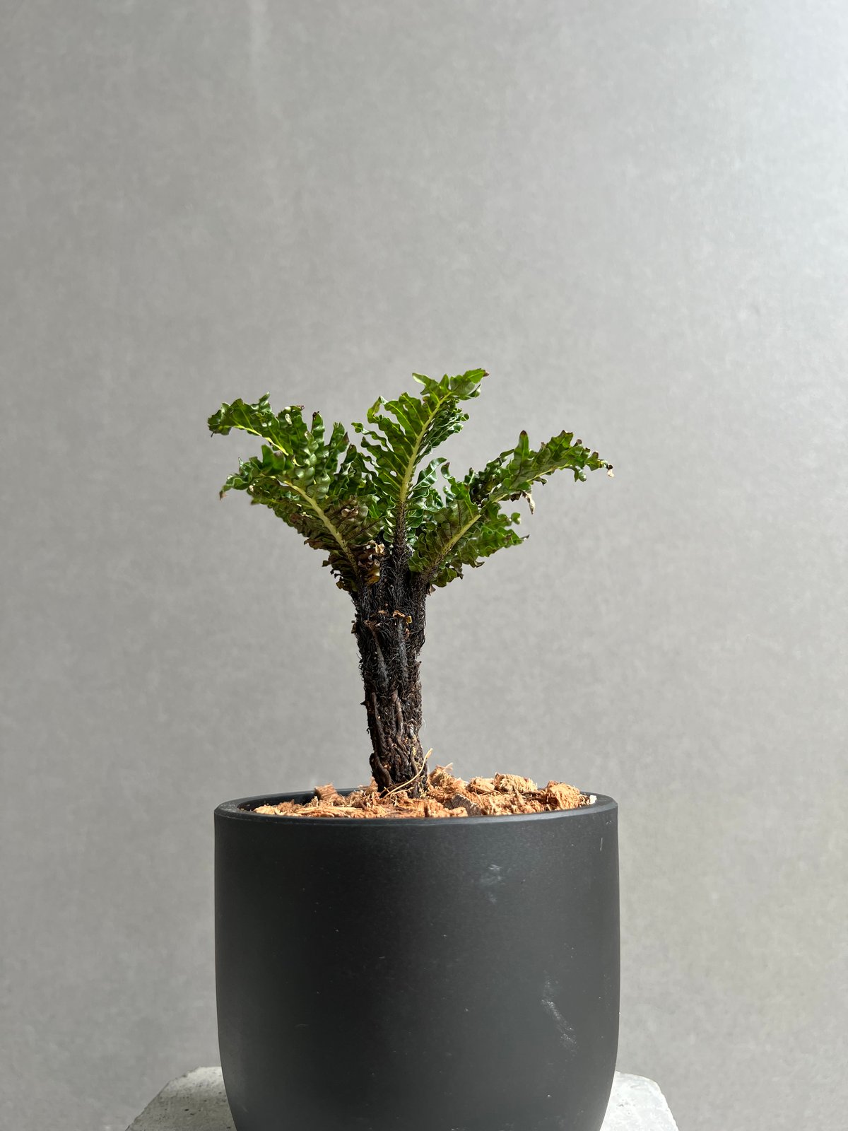 ブレクナム ギッバム ドワーフ 「Blechnum gibbum Dwarf 」41E | S
