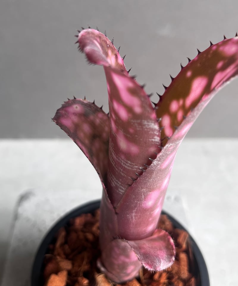 ビルベルギア インセンディアリー デライト 「Billbergia Incendiary De