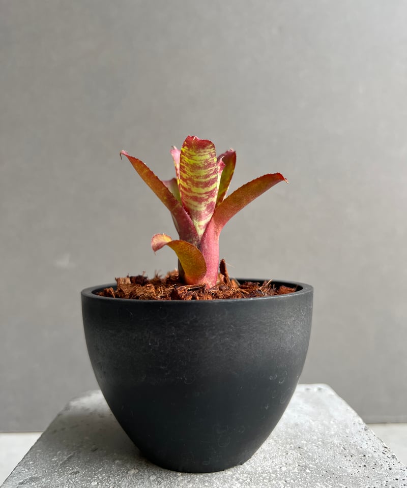 Neoregeliaセット　① DSC06340_4000x.jpg?v=1738304925