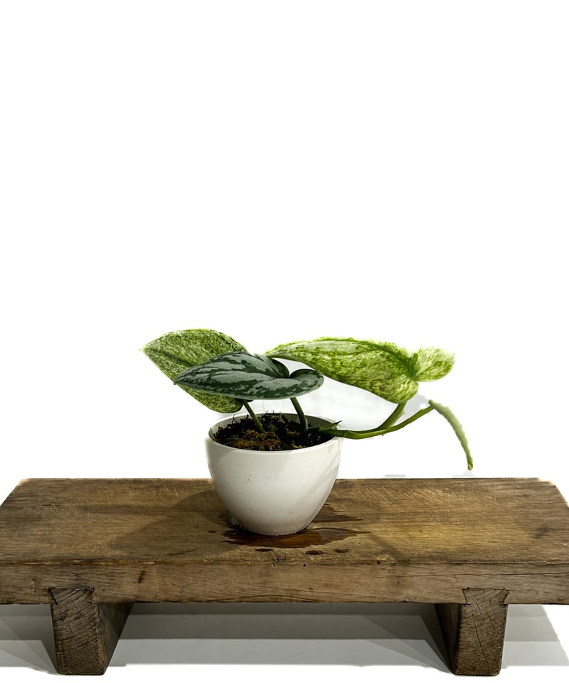 スキンダプサス ホログラム ミント「Scindapsus Hologram Mint」6/12