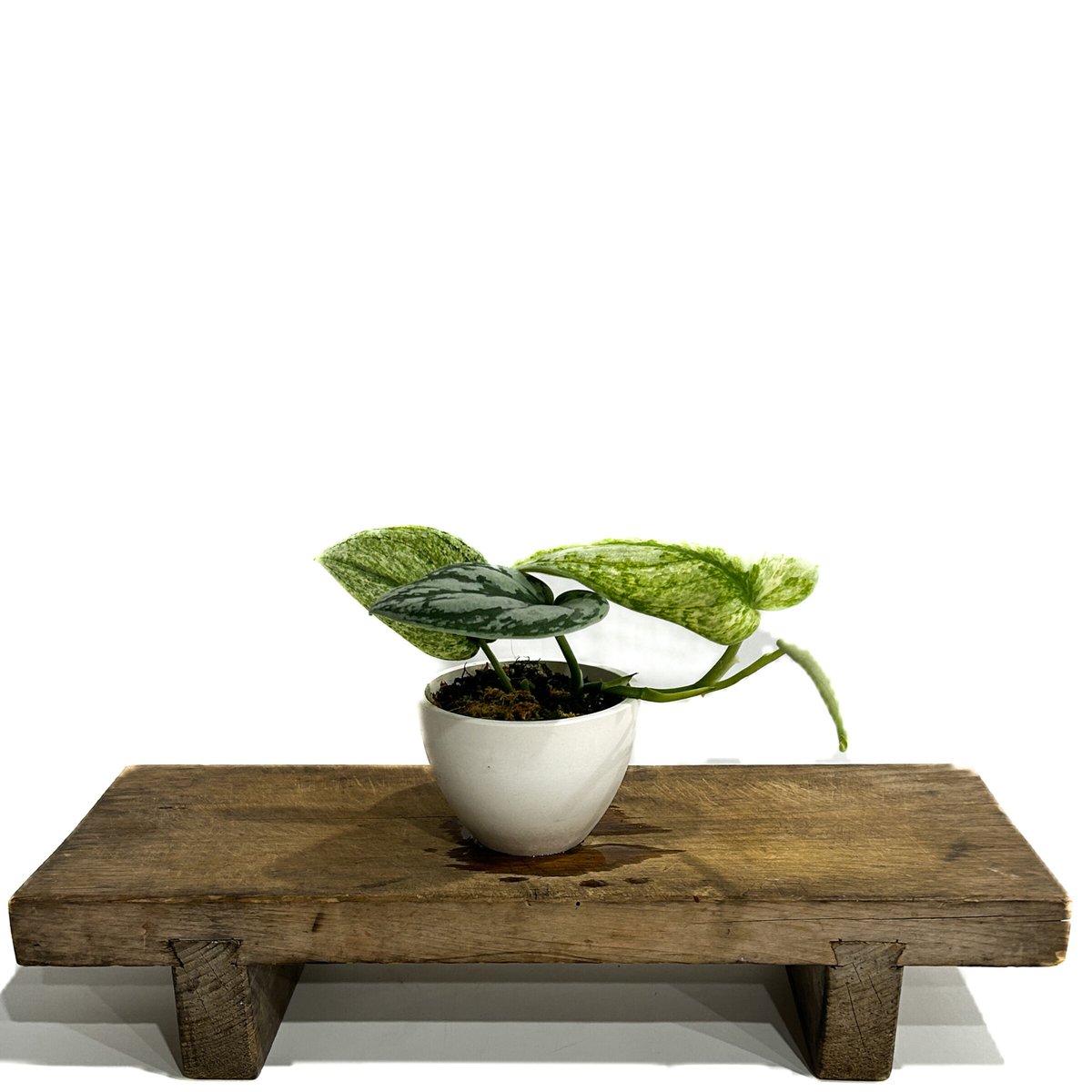 スキンダプサス ホログラム ミント「Scindapsus Hologram Mint