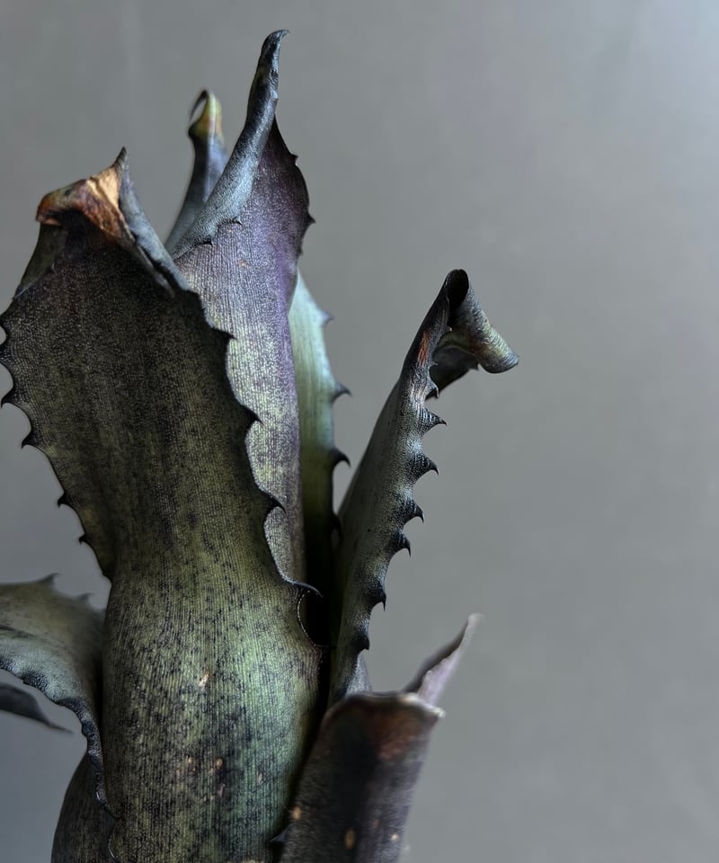 ホヘンベルギア sp. レメ # 2203 「Hohenbergia sp. leme # 2