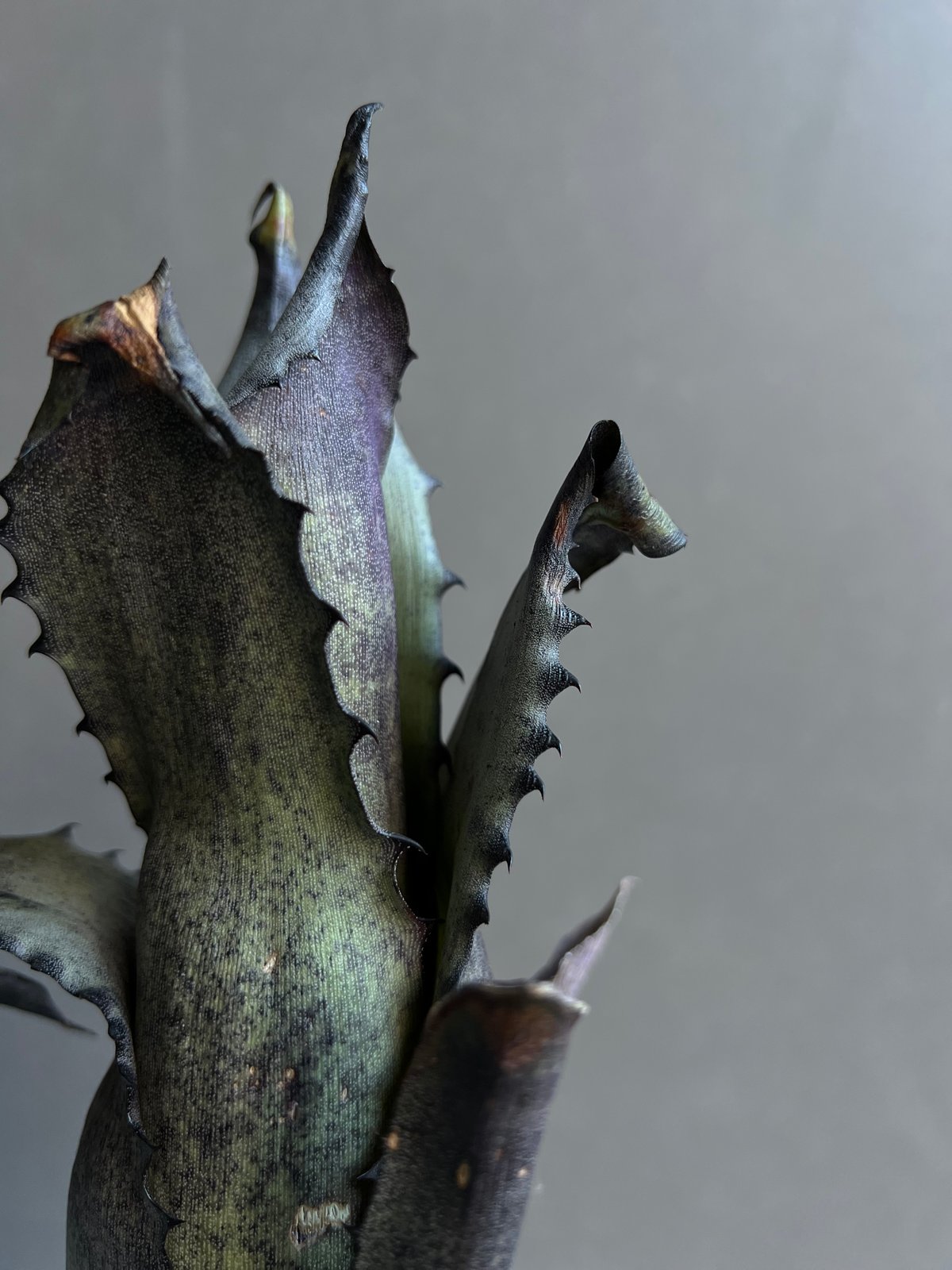 ホヘンベルギア sp. レメ # 2203 「Hohenbergia sp. leme # 2